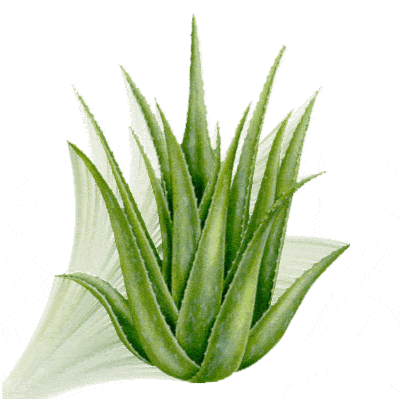 آلوئه ورا , صبر زرد , شاخ بزی , Aloe barbadensis,medicinal aloe